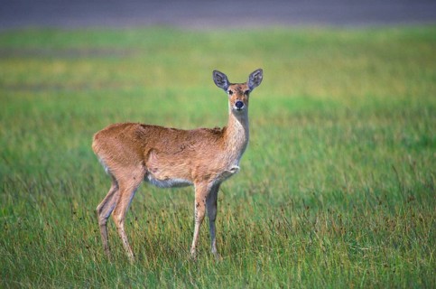 Reedbuck