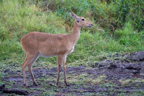 Bohor reedbuck