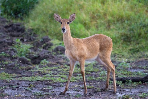 Bohor reedbuck