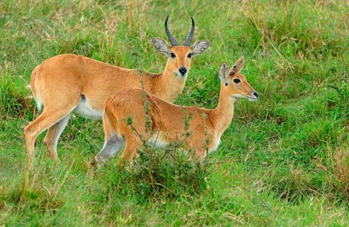 Southern reedbuck