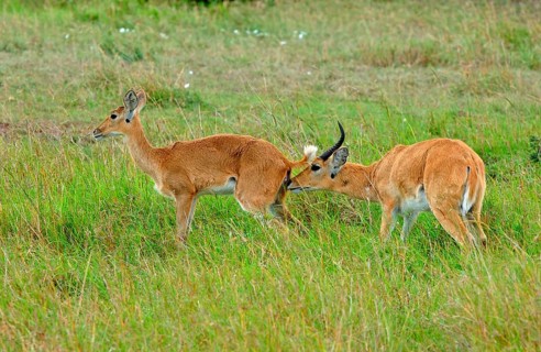 Southern reedbuck
