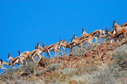 Springbok