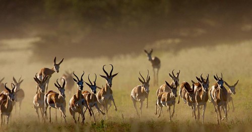 Springbok