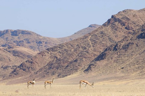 Springboks