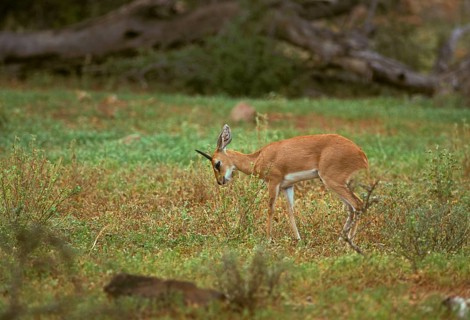 Steenbok