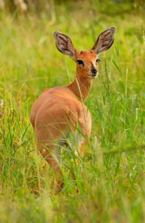 Steenbok