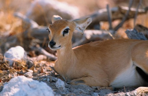 Steenbok