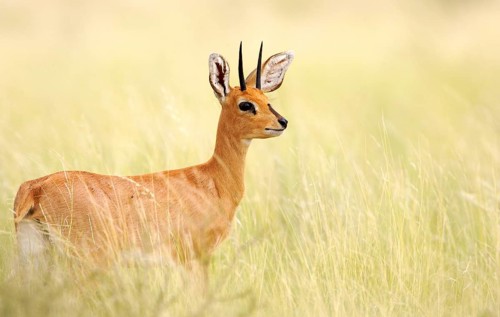 Steenbok