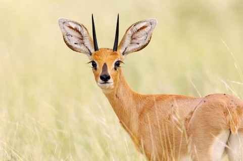 Steenbok