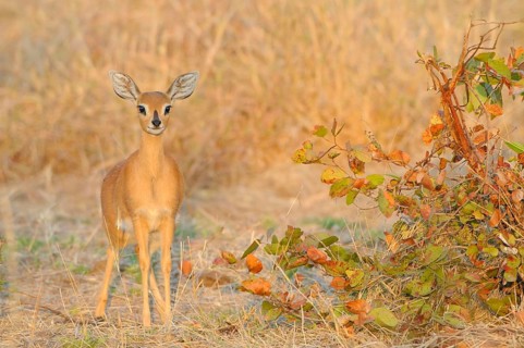 Steenbok