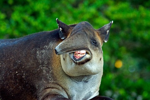 Baird's tapir