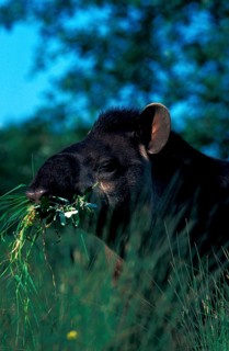 Lowland tapirs