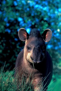 Lowland tapir