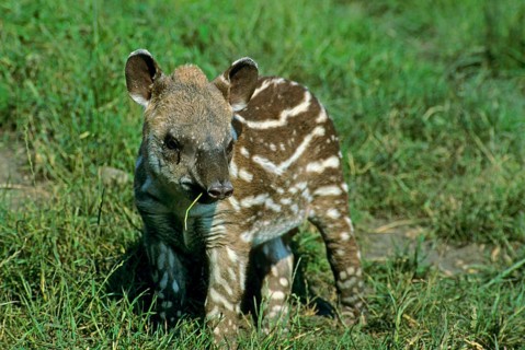 South American lowland tapir