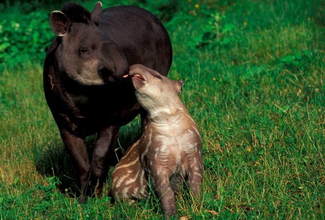 Lowland tapirs