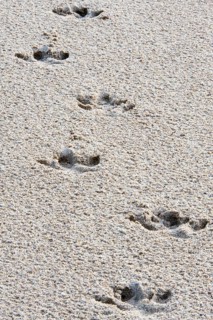 Footprints of Brazilian lowland tapir