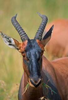 Topi