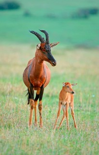 Lyra antelope