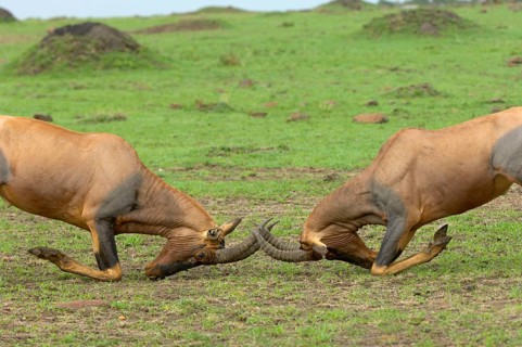 Lyra antelope