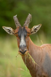 Lyra antelope