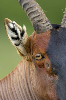 Lyra antelope