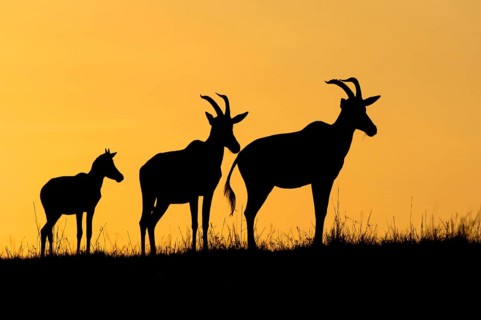 Lyra antelope