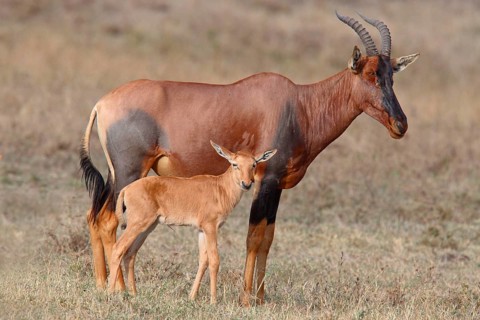 Lyra antelope