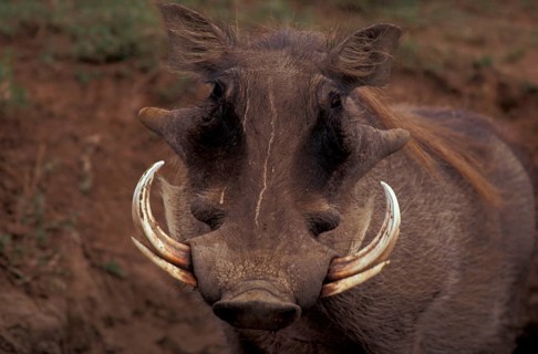 Desert warthog
