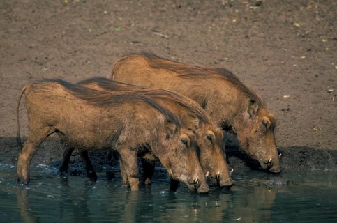 Desert warthog