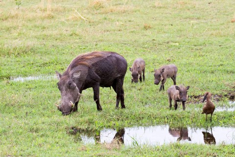Common common warthog