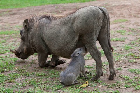 Common warthog
