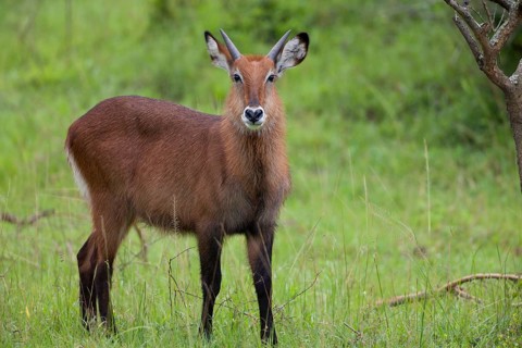 Waterbuck