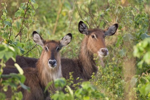 Cobus ellipsiprymnus defassa