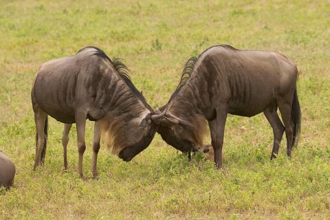 Wildebeest