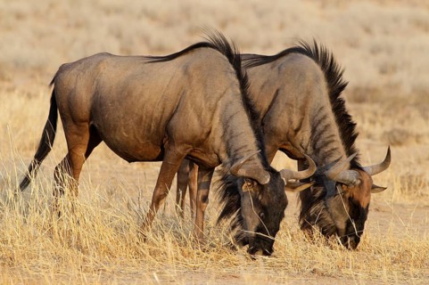 Blue Wildebeest