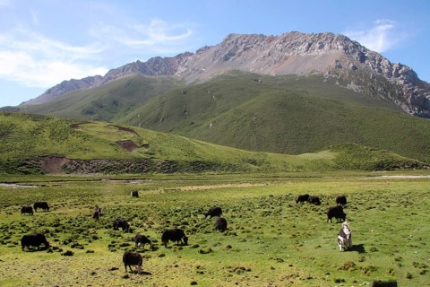 Domestic Yak