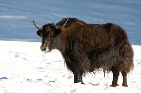 Domestic yak