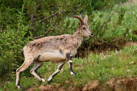 Bharal