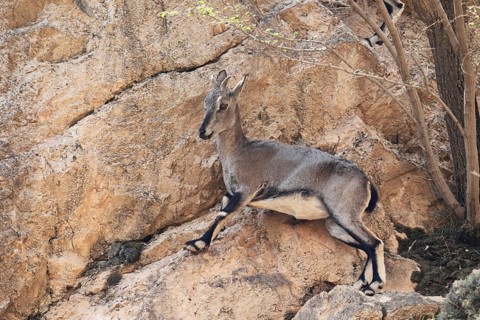 Bharal