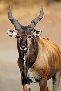 Giant Eland