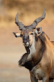 Giant Eland