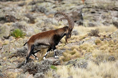 Ethiopian ibex