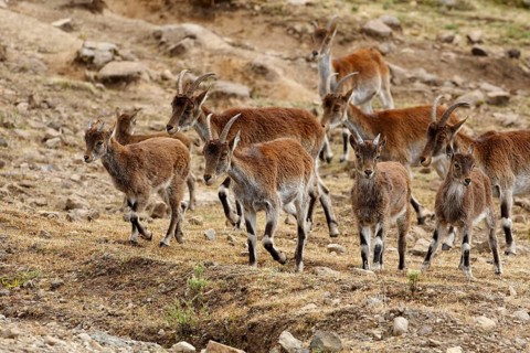 Ethiopian ibex