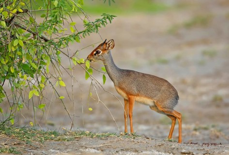 Eritrean dik-dik