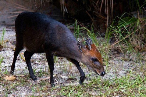 Black duiker