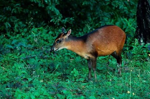 Bay duiker