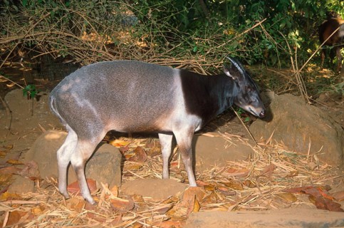 Jentink's duiker