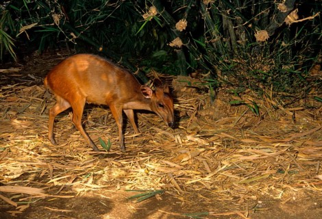 Ogilby's Duiker