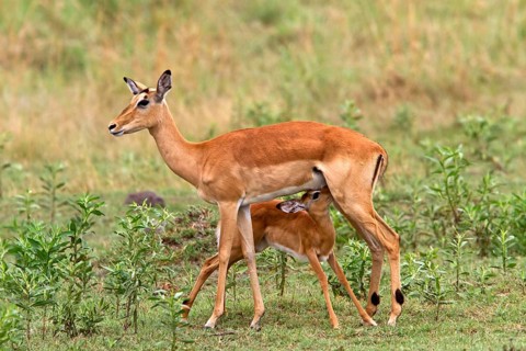 Impala