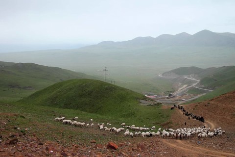 Sheep flock with Yaks